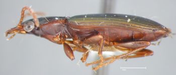 Media type: image;   Entomology 22487 Aspect: habitus lateral view